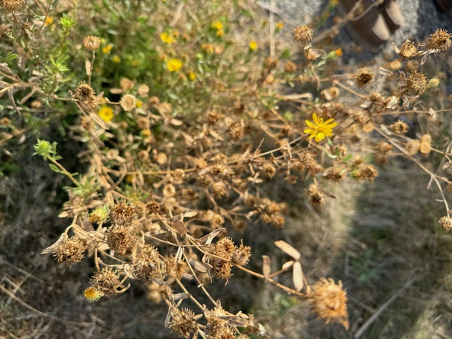 Gum with dried flowers at Cache Creek Conservancy, November 2023