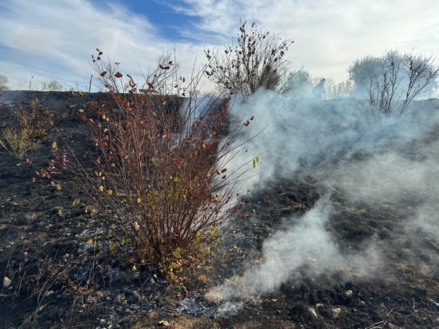 Smoke near Redbuds from the Cultural Burn at the Tending & Gathering Garden