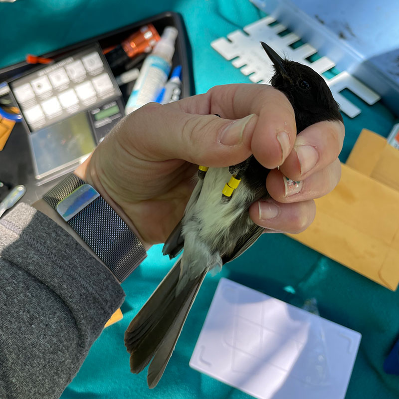 Bird in a biologists hand with banding and blood testing tools in the background.