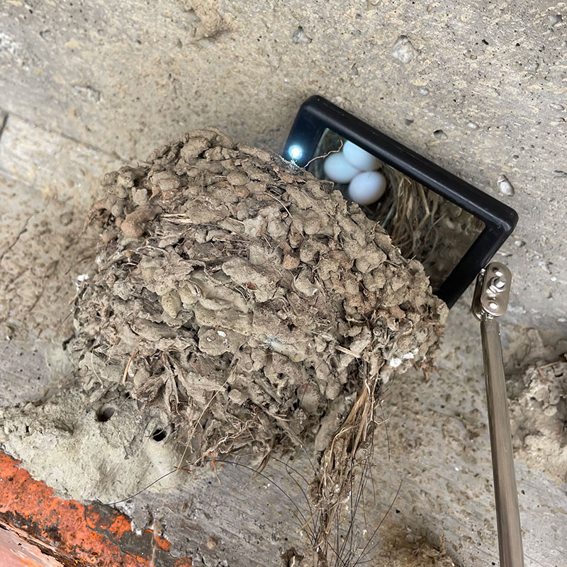 Mud nest under a bridge with mirror on a pole above it showing 3 Black Phoebe eggs