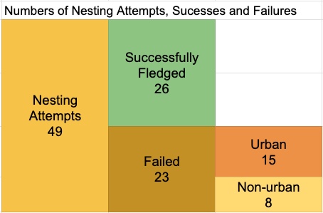 Chart of numbers of nesting attempts 49, successes 26 and failures 23. Urban failures 15, Non-urban failures 8. 