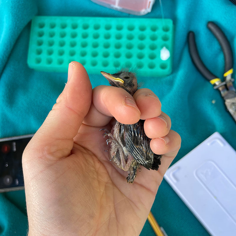 Tiny bird in a biologist's hand