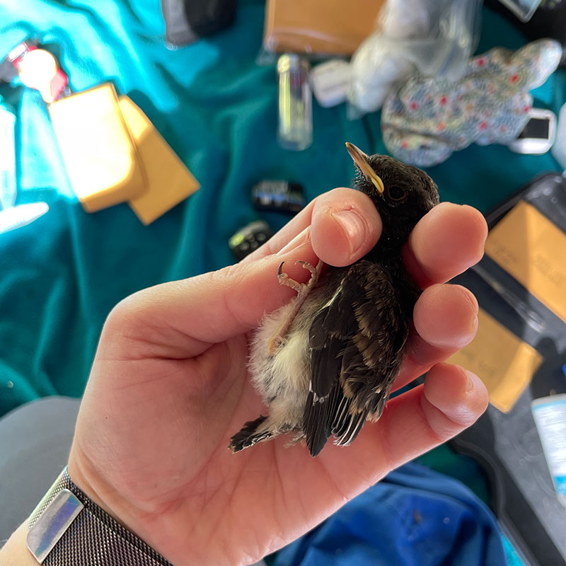Small bird in a biologist's hand