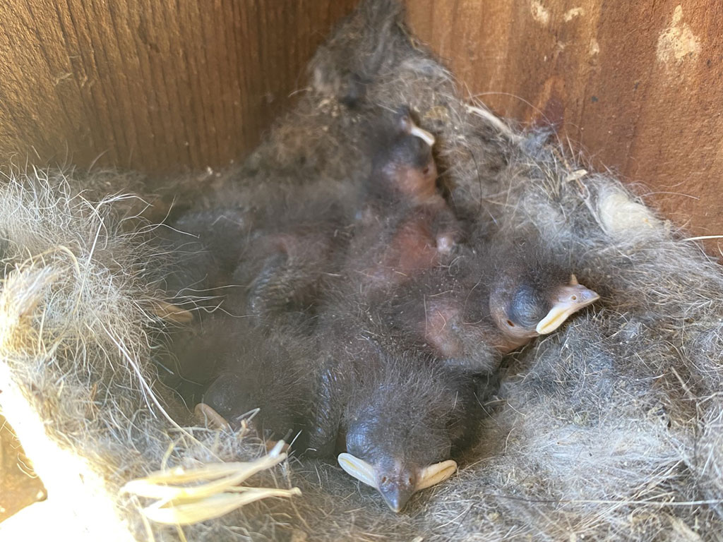 Nestlings snuggled together in their nest in a wooden box