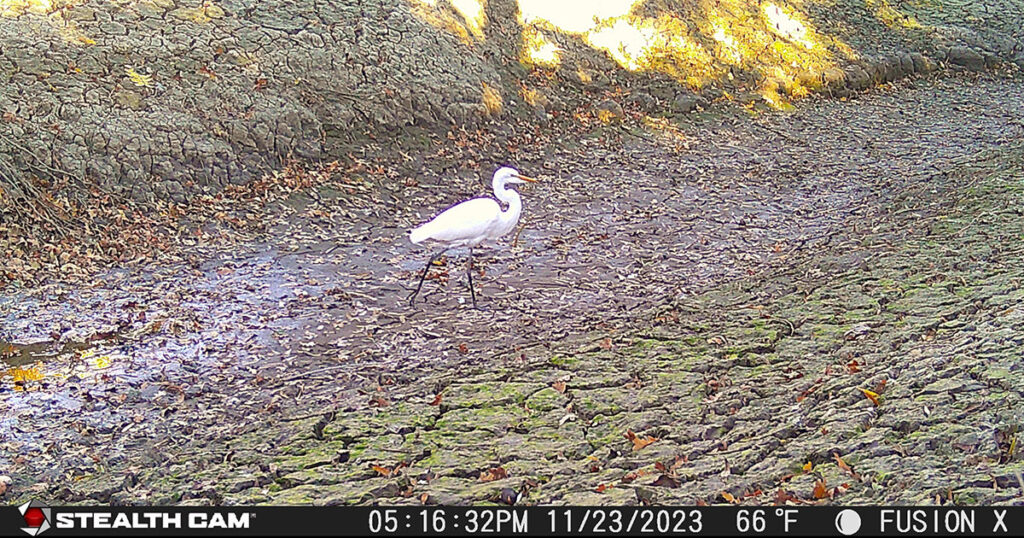 Egret walking along the leafy riparian trail