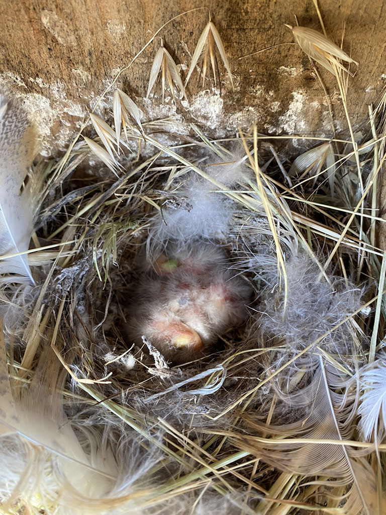 A nest of mostly straw with barely discernible House Finch hatchlings snuggled in