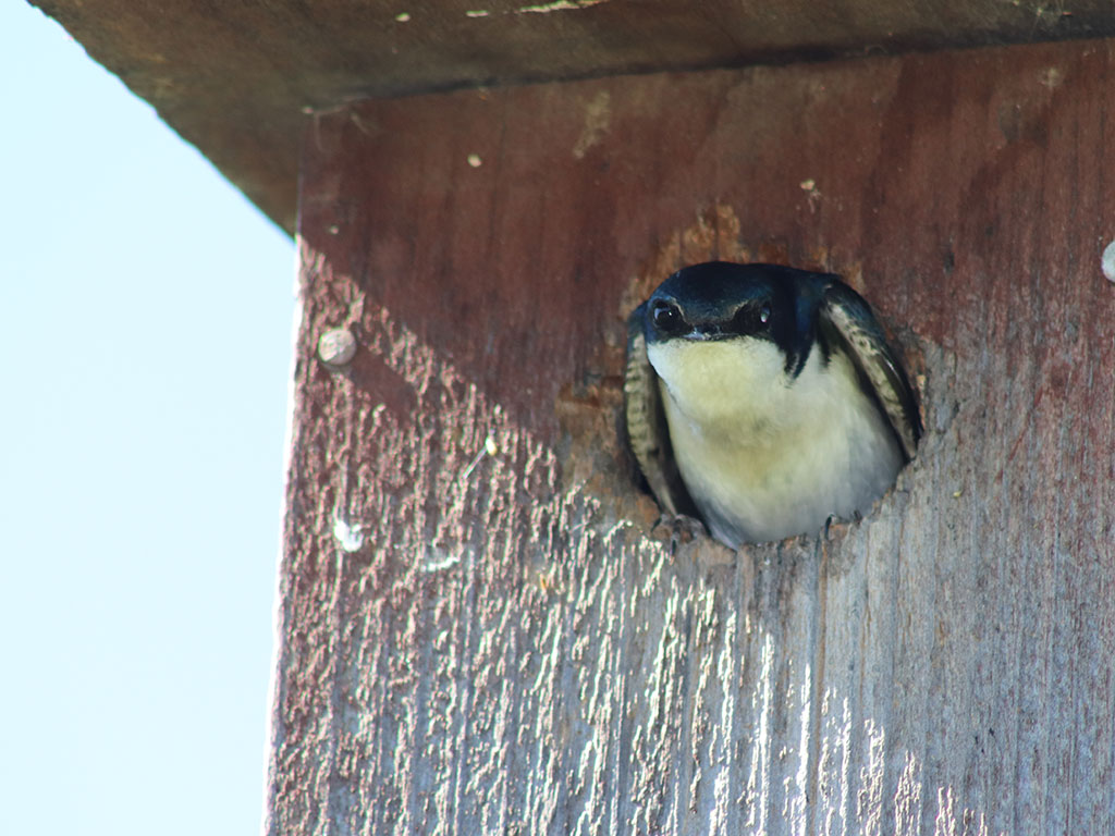 Bird looking out of a nest box