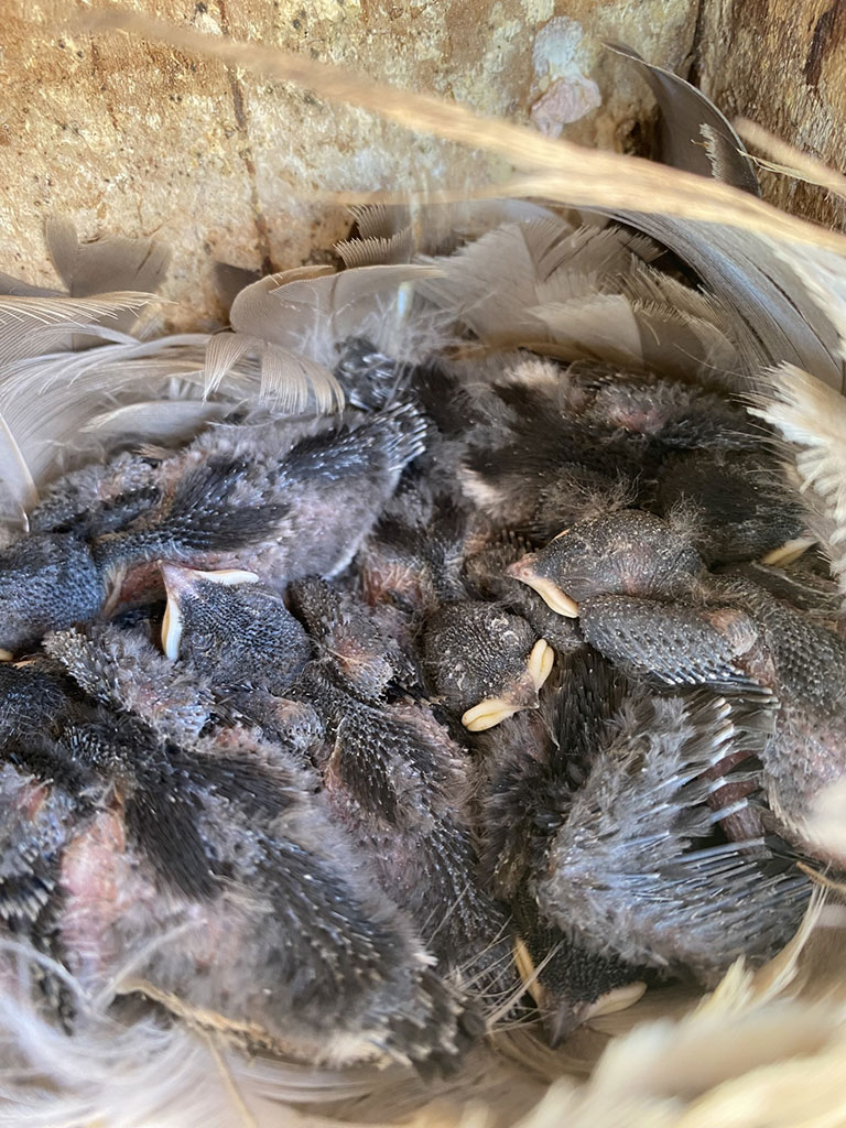 A feathery nest crowded with nestlings