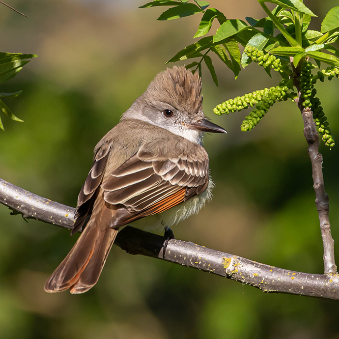 A brown, tufted-head bird with orange under-feathers and some white trim looking away from a small tree branch