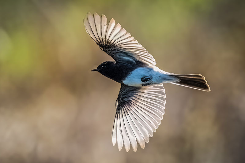 Underside of bird flying; black-hooded with blue belly