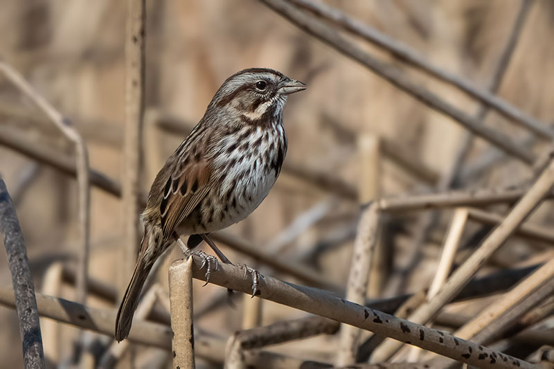 Little brown bird with lots of dark stripy spots sitting in shrub looking up to the right