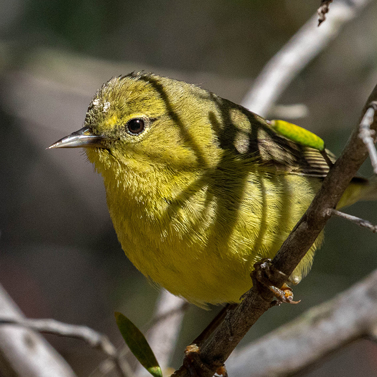 A yellow bird within some shrub branches