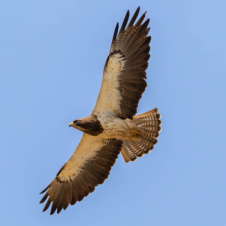 A hawk with wings spread in a blue sky