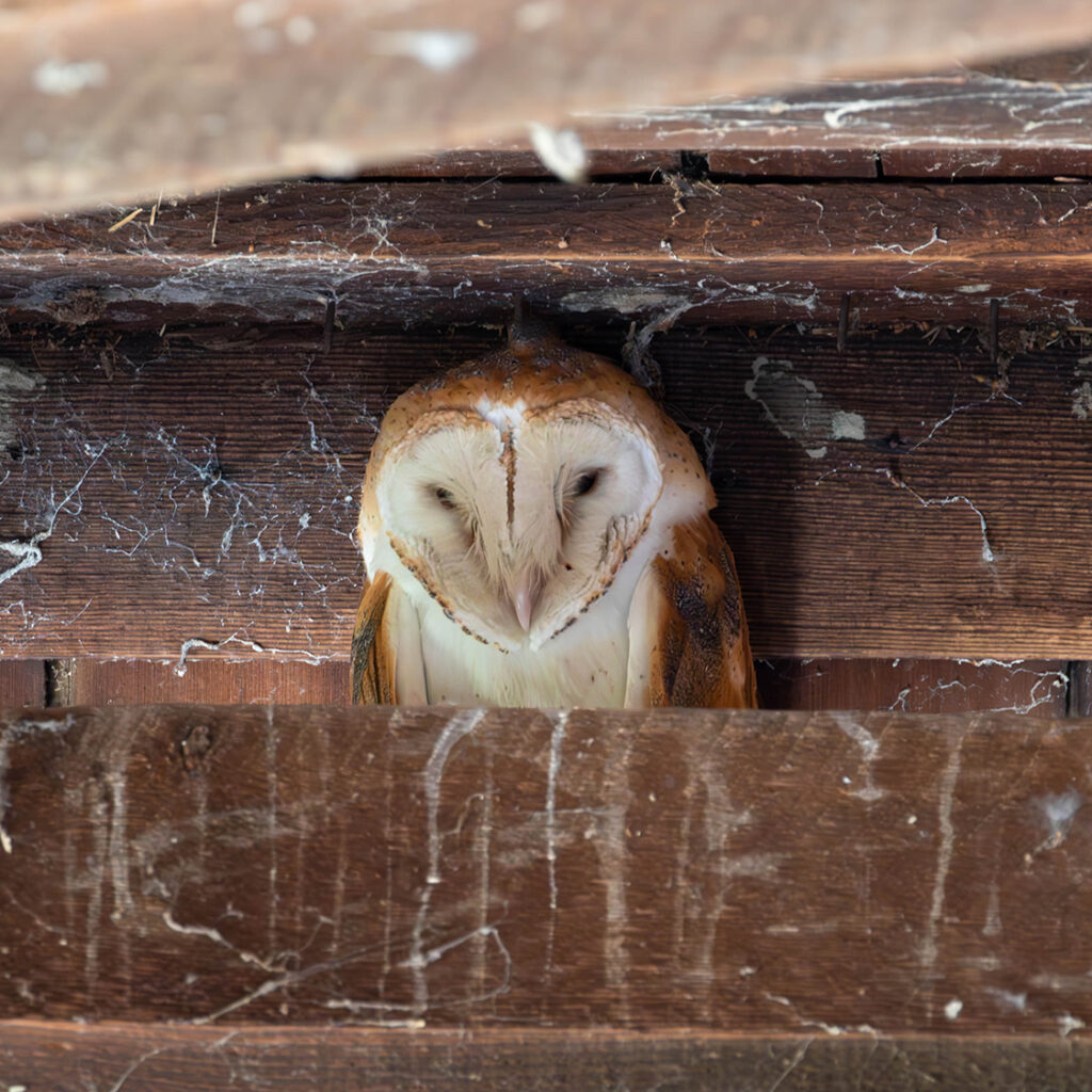 sleeping barn owl in barn rafters