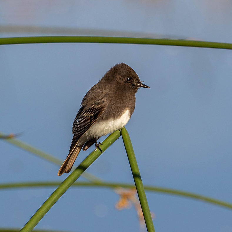 A small, dark-colored bird with a white belly perched on a tall, grass stalk