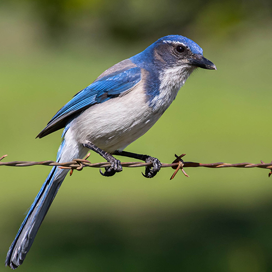 A blue-backed bird with a white underside and gray eye patch looking to the right from a string of barbed wire