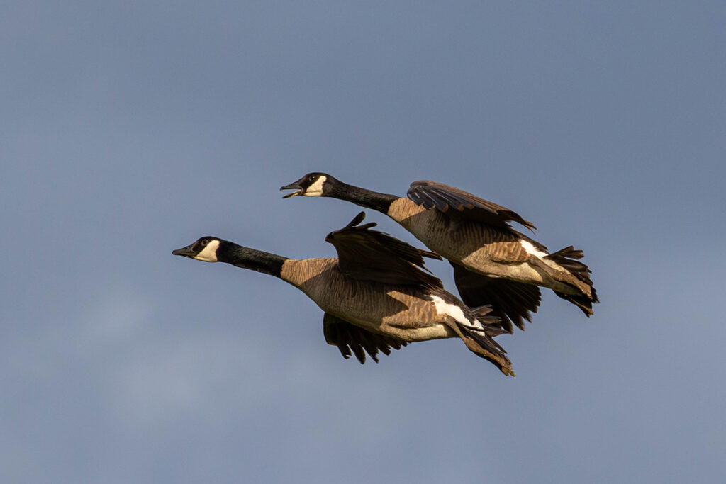 Two Canadian Geese flying together in a stormy sky