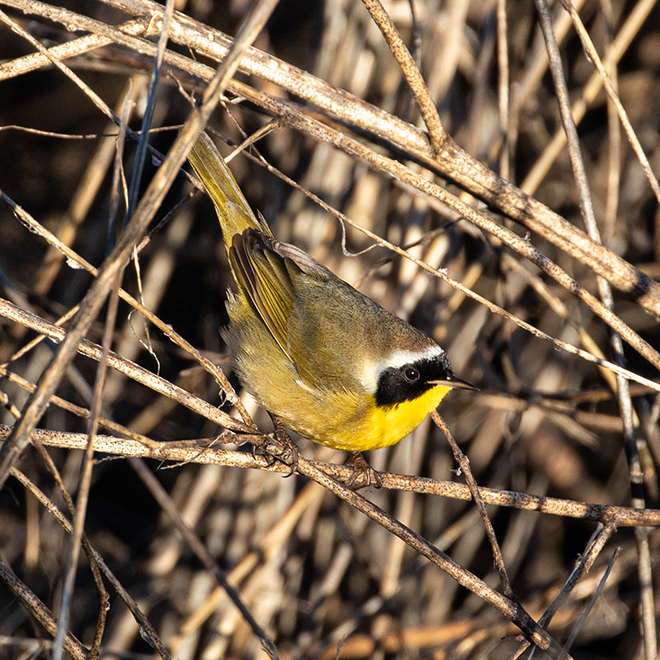 A small, mustard and yellow bird with a black face on alert with tail high within shrubbery branches