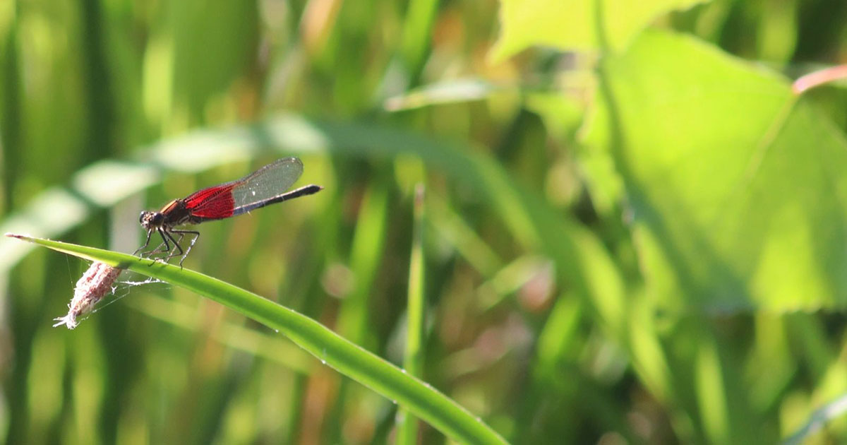 Red dragonfly on a blade of grass with a blurry grassy background