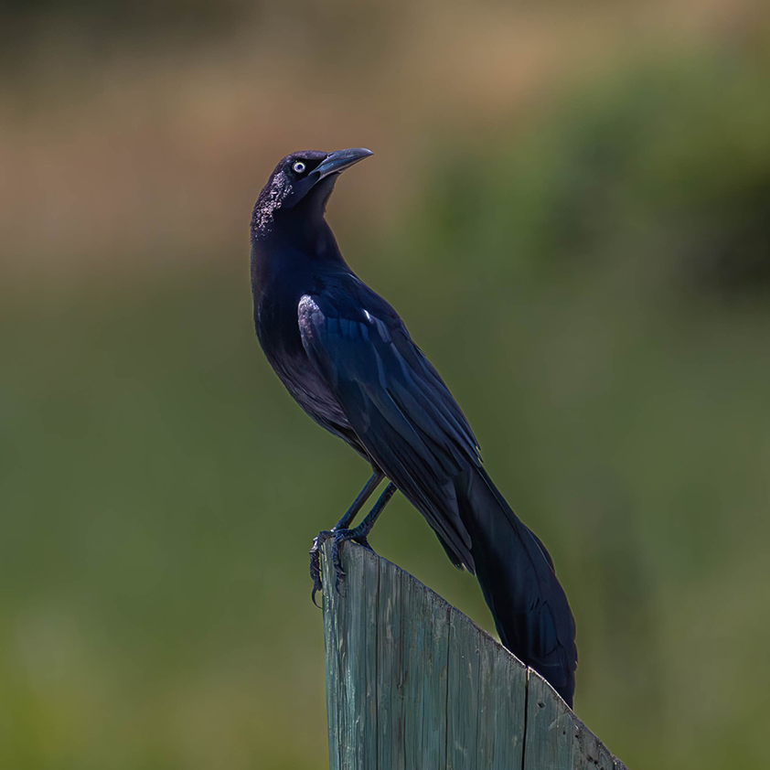 A slender, black bird looking behind itself from a fence post