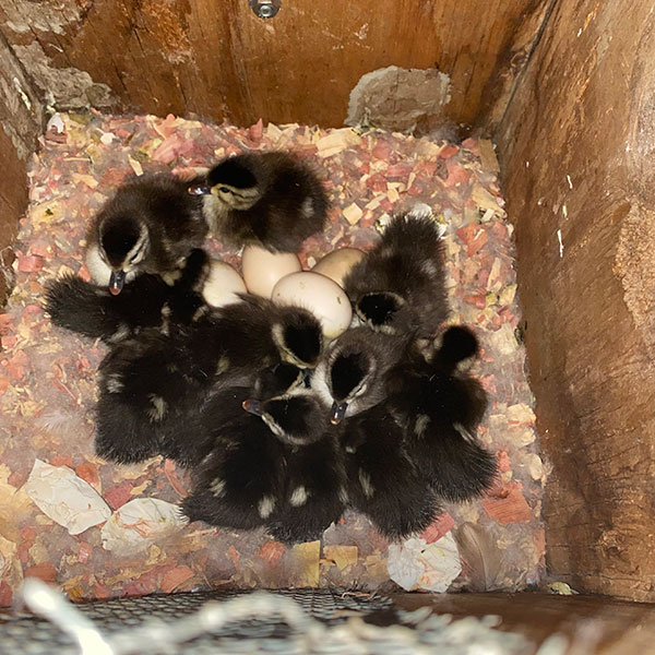 A dozen ducklings in a nest box