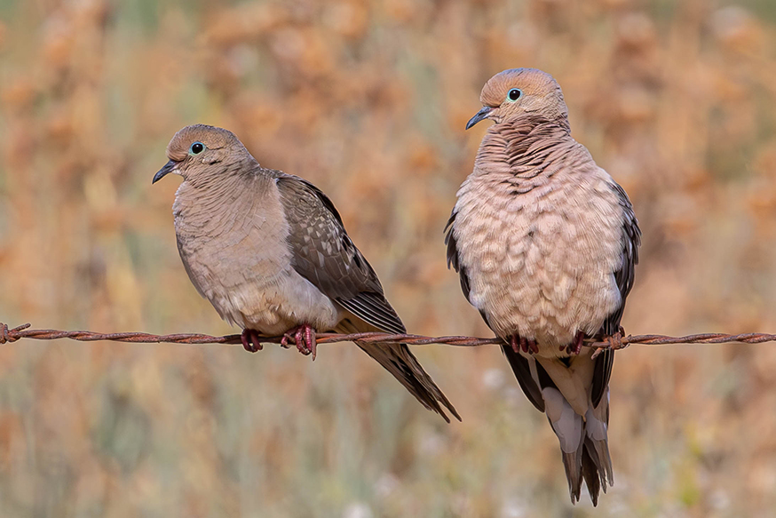 Two Mourning Doves on a fence wire