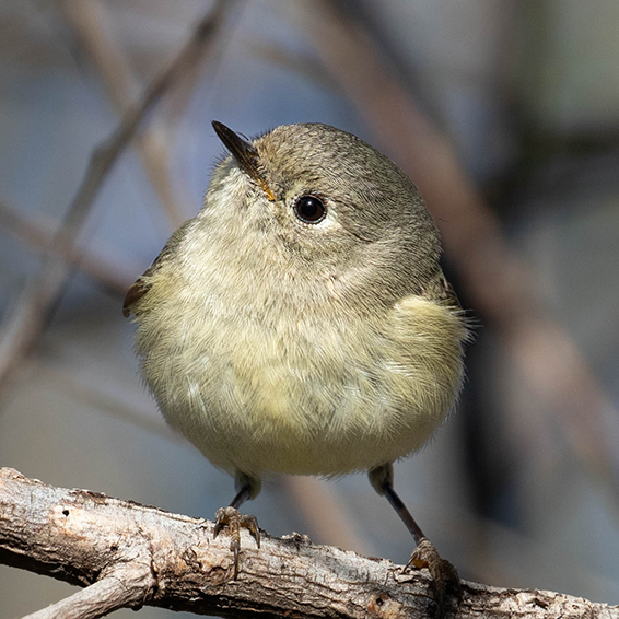A small, fluffy bird, with a small, black beak and round, black eye looking up from within some branches