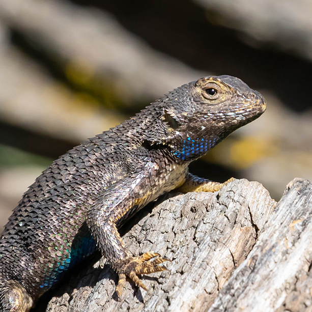 Close up of a lizard on a rock at Cache Creek Nature Preserve