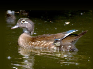Female Wood Duck swimming with duckling