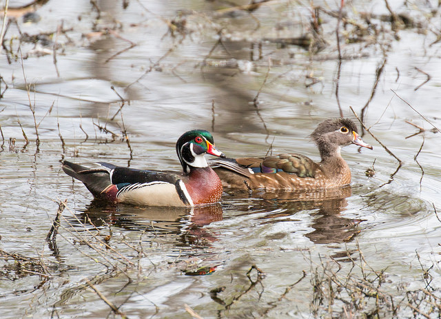 male and female wood ducks swimming together in twiggy water