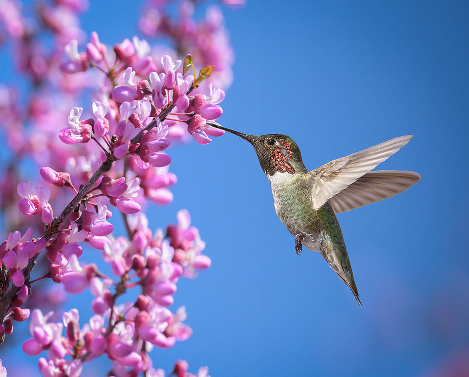Hummingbird in flight, against a blue sky background, getting nectar from Redbud blooms ~ by Donna Ruiz