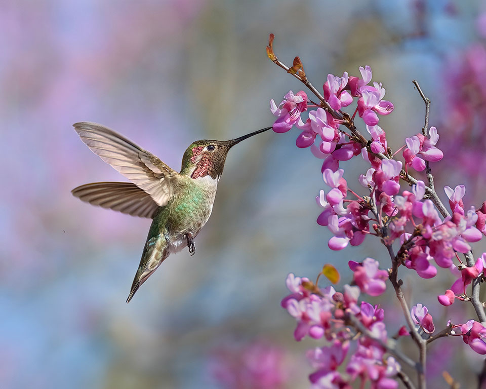 Hummingbird in flight against a blurry, colorful background, getting nectar from Redbud blooms ~ by Donna Ruiz