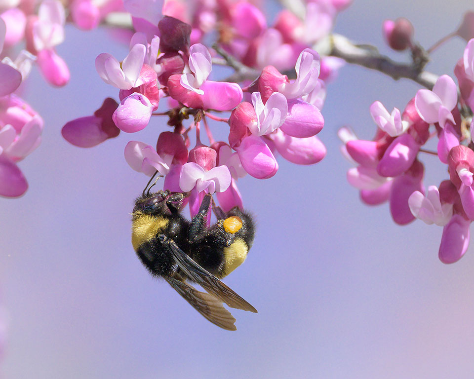 Bumblebee hanging from Redbud blossoms against a subtle blue and pink background