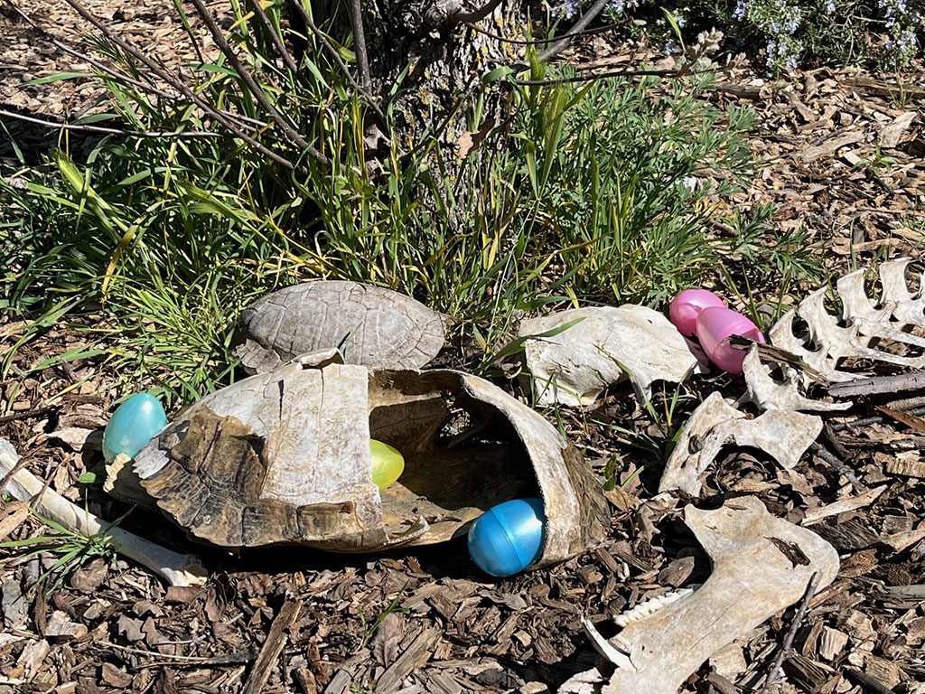 colorful easter eggs partially hidden in broken turtle shells