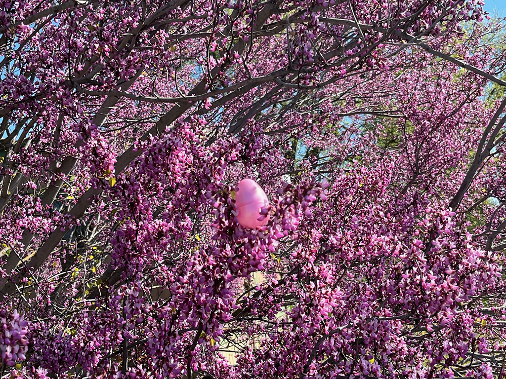 pink easter egg in blooming redbud tree