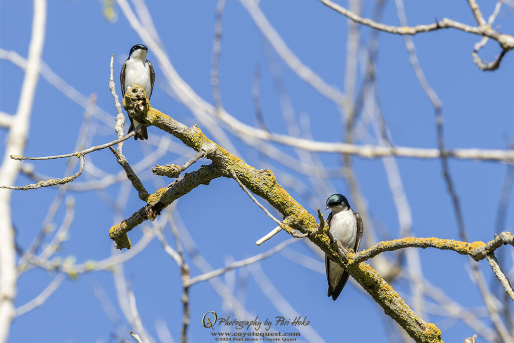 Two Tree Swallow with white breasts on a tree limb