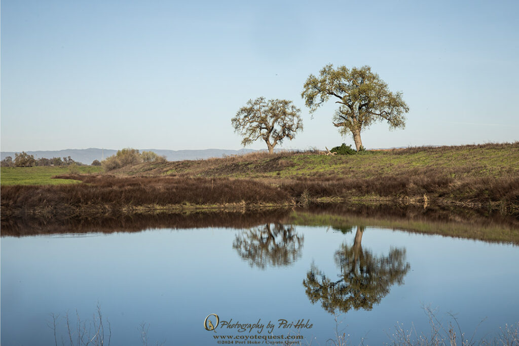 Two old Oak trees with reflections in the water