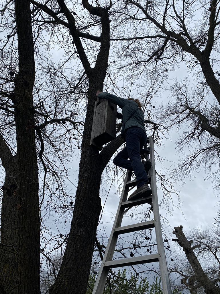 Silhouette of person on ladder taking a nest box out of a tree