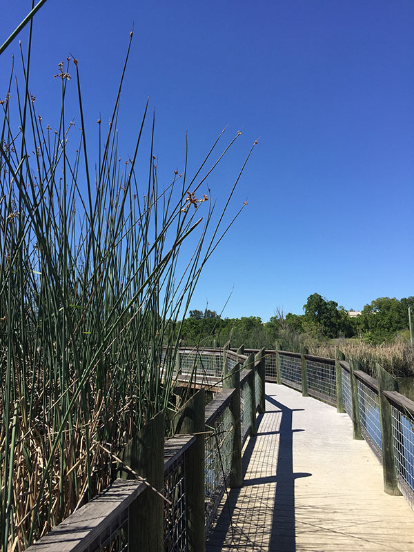 boardwalk pathway next to tule plants.