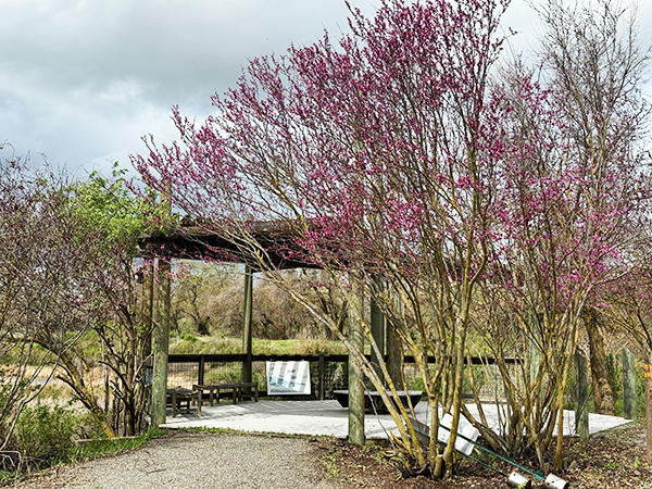 Wood, pole-style overlook with Redbuds blooming in front of it. 