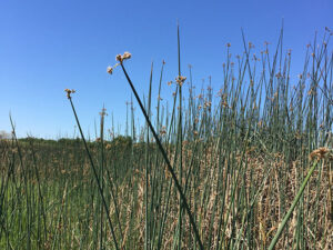 A patch of Tule grasses with the flowers at the top against a clear, blue sky