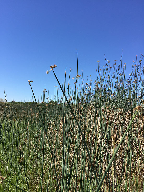 A patch of Tule grasses with the flowers at the top against a clear, blue sky