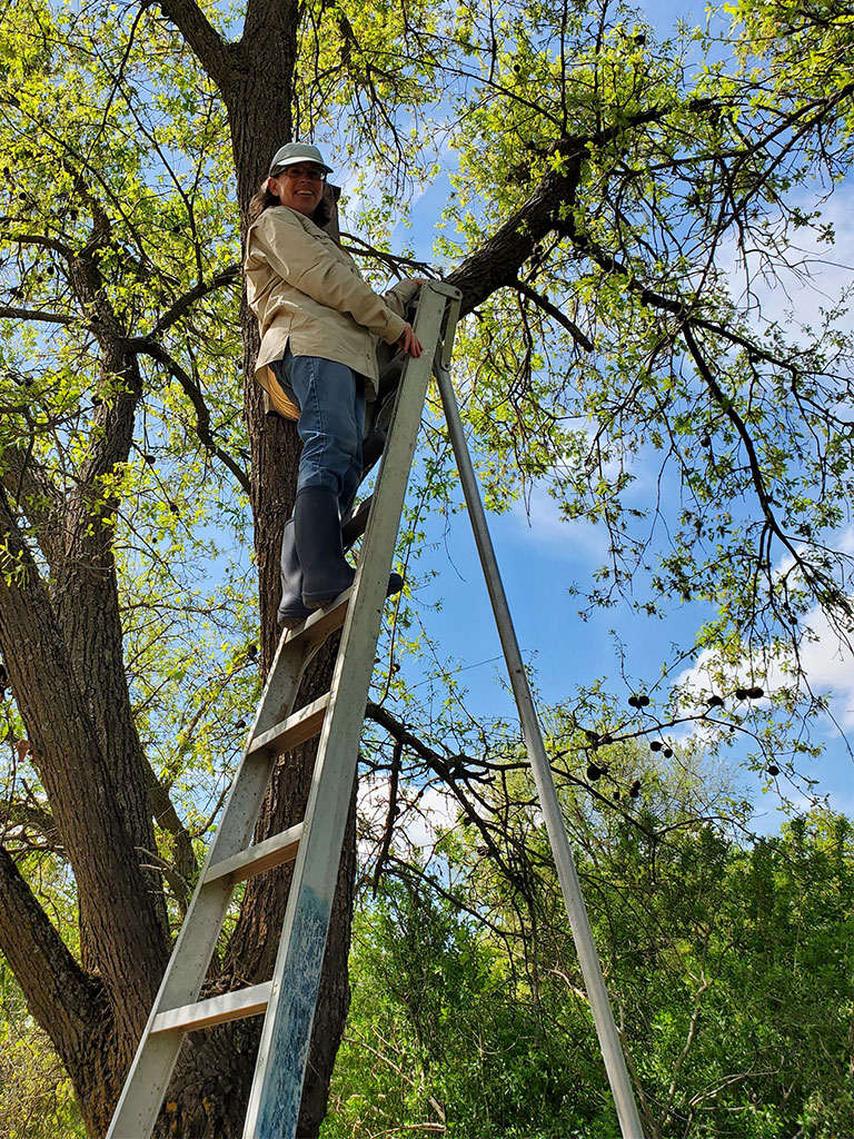 Woman on a ladder in the top of an Oak tree