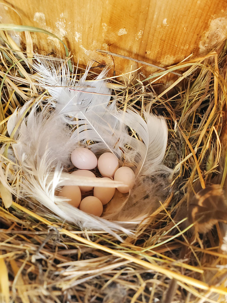 Nest of 7 beige-colored eggs in a nest box