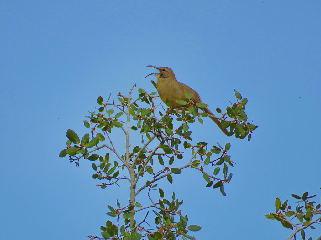 Yellow gray bird with a curved beak opened to sing in a the top of a Redbud tree against a blue sky