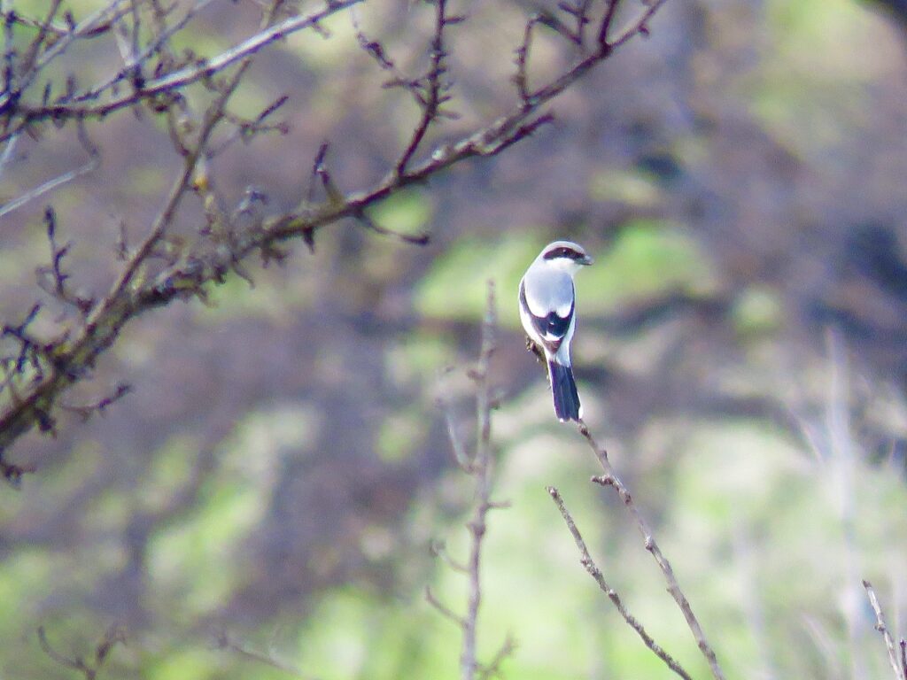 White bird with dark blue trim against a blurry background