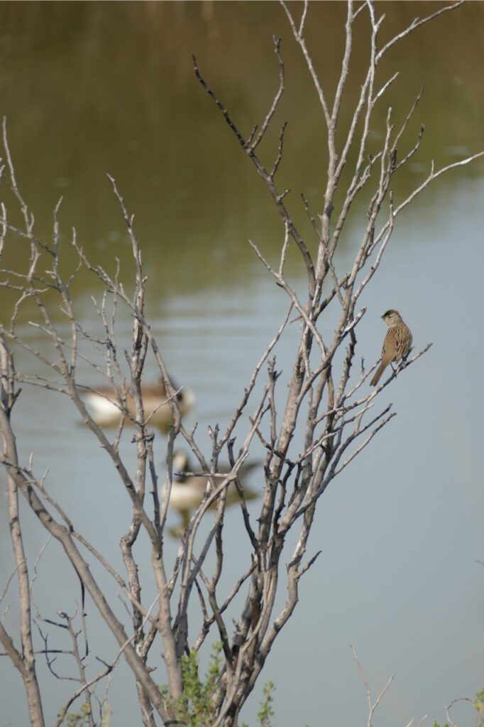 Little brown bird on bare tree limbs against a blurry background of ducks on water