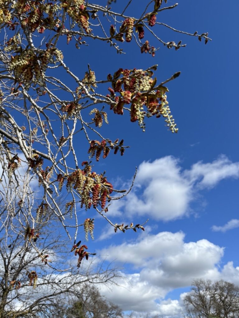 Distinctive red berries and beige stalks of seeds against a blue sky with white clouds