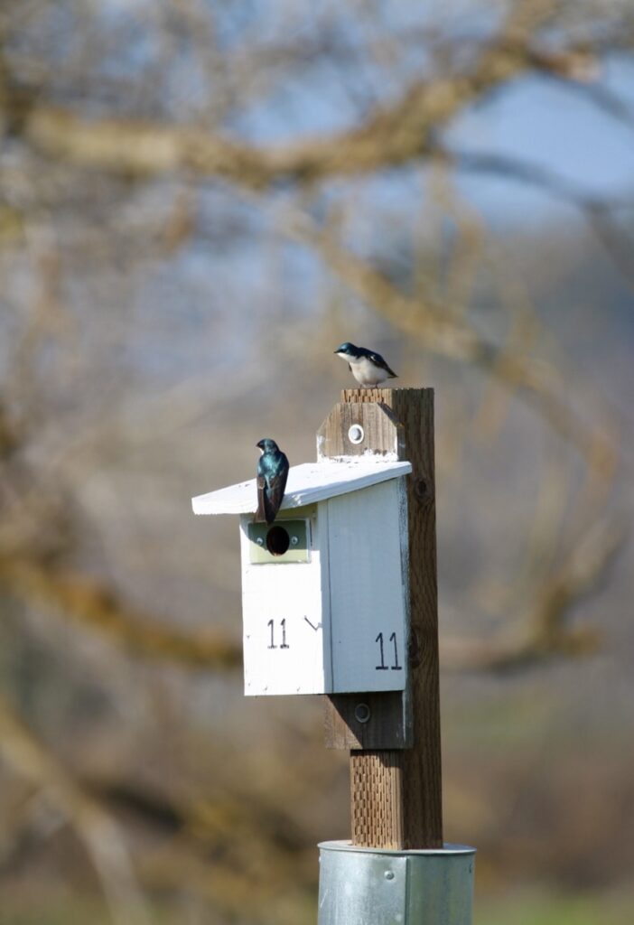 Two shiny blue Tree Swallows atop a bright, white bird box