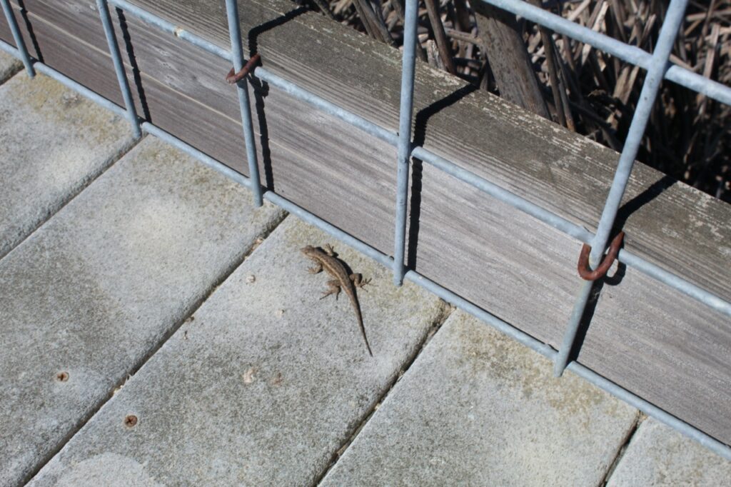 Brown and gray lizard on the planks of a bridge next to the wood and wire mesh railing